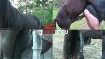 เอาตูดเกย์ เอาตูดม้า เอาตูด เอากับม้า เย็ดแปลกๆ